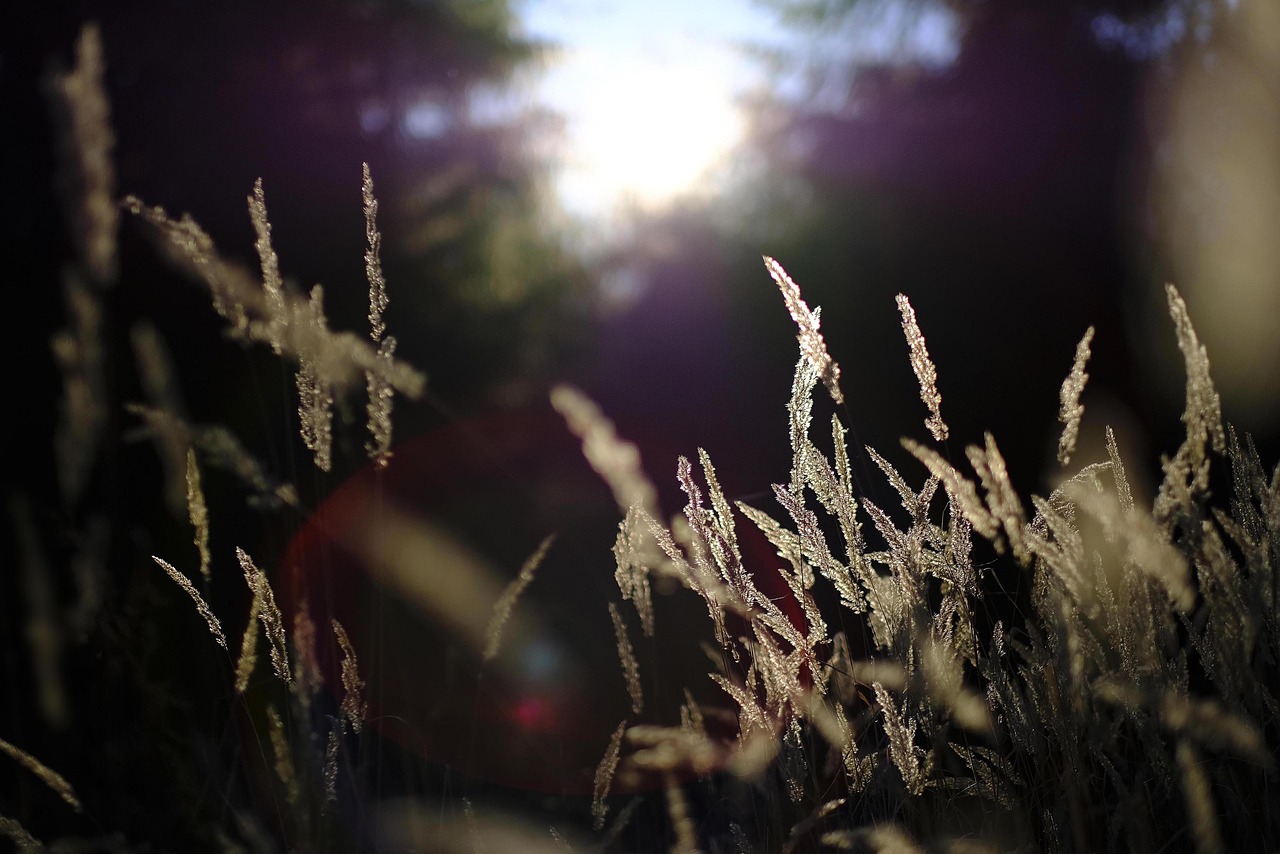 forest, wald, graeser, grass, landscape, tree, nature, wald, wald, wald, wald, wald