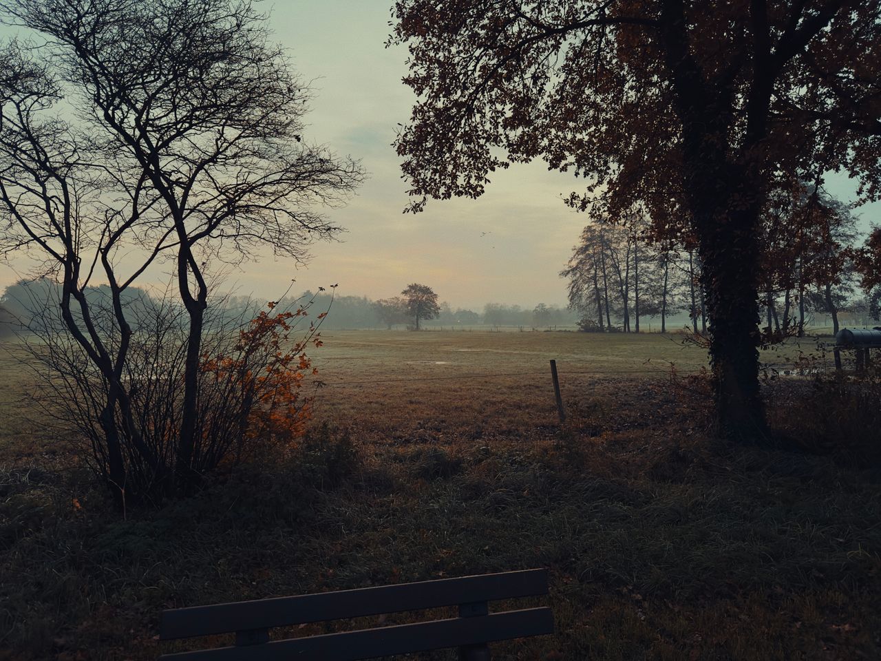 Beautiful early sunrise over a misty meadow with old trees and a serene atmosphere.