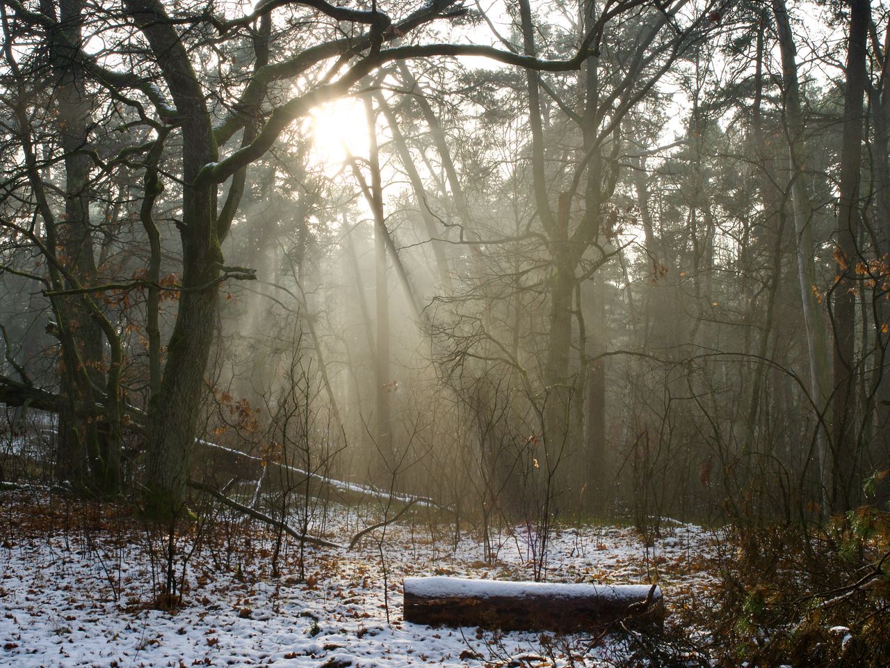 Tranquil forest in winter with sun rays breaking through trees, creating a serene atmosphere.